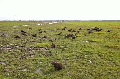 Casanare protege fauna en sequía