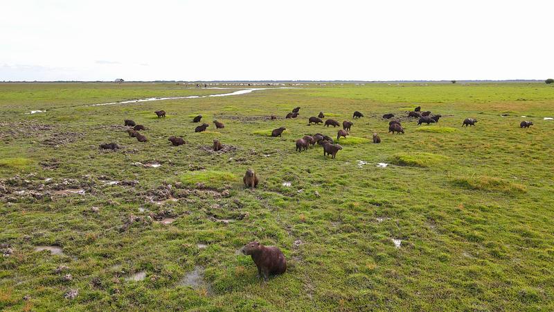 Casanare protege fauna en sequía