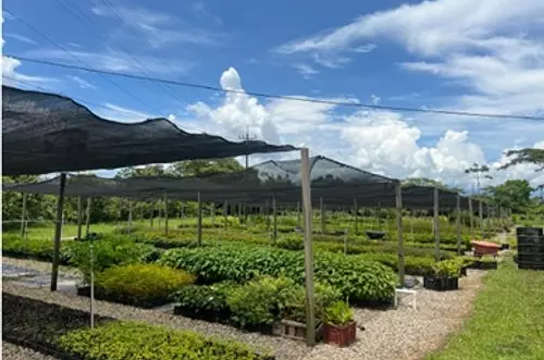 Cormacarena impulsa la reforestación en el Meta