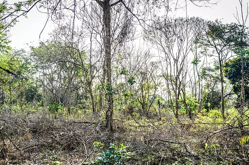 Nuevas tácticas de deforestación amenazan al Meta