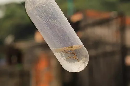Emergencia en Villavicencio por múltiples casos de dengue