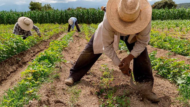 Proyecto de Jurisdicción Agraria avanza en el Congreso