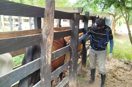 Vacunación animal en Colombia. Faltan 8 días para la meta