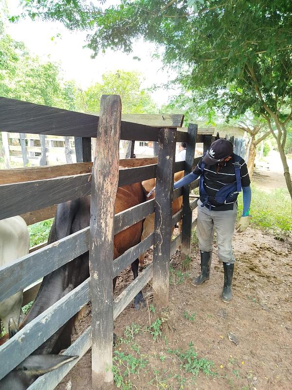 Vacunación animal en Colombia. Faltan 8 días para la meta