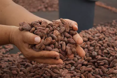 El cacao del Meta cruza fronteras y llega a Alemania