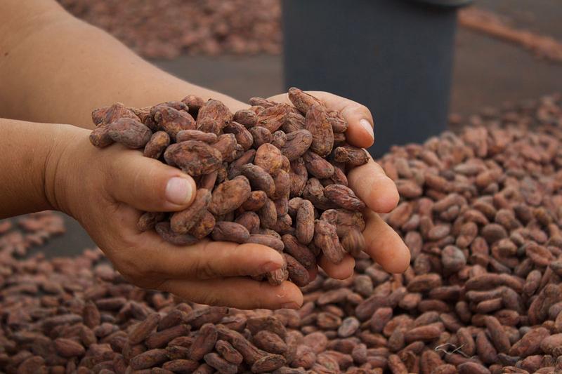 El cacao del Meta cruza fronteras y llega a Alemania