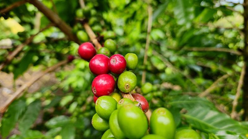 Gobierno apuesta por la investigación ambiental en Colombia