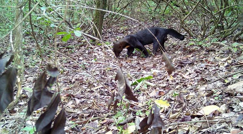 Hallan especie en riesgo de extinción en Casanare