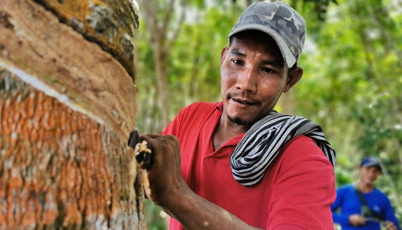 Industria del caucho en Colombia: un futuro prometedor