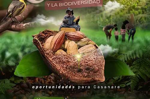 Nuevo centro en Casanare Revoluciona la producción de cacao