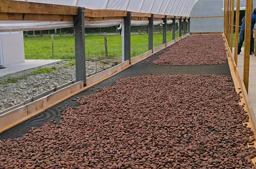 Cacao del Meta brilla con inversión y reconocimiento global