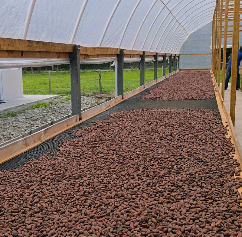 Cacao del Meta brilla con inversión y reconocimiento global