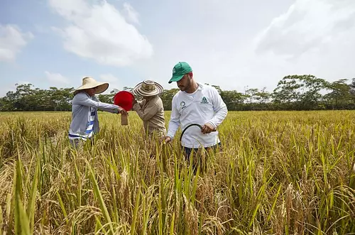 Congreso Nacional Arrocero 2024 y el futuro del sector