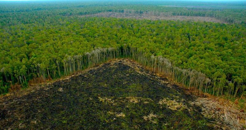 Alerta por aumento en la deforestación de la Amazonía