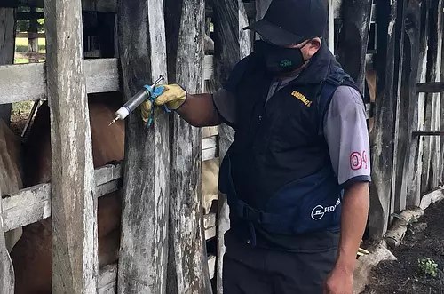 Vacunación en Colombia: 17 millones de animales protegidos
