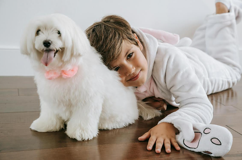 Cinco esenciales para un hogar feliz con mascotas