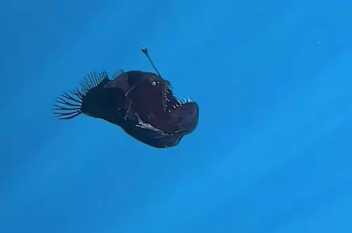 "Pez diablo" aparece en la superficie y desconcierta