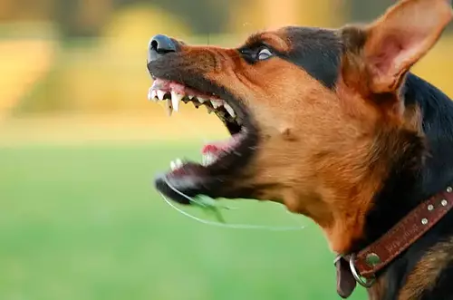 Ataque de perro peligroso deja a niña de 2 años herida