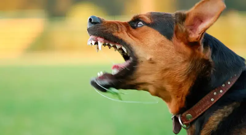 Ataque de perro peligroso deja a niña de 2 años herida