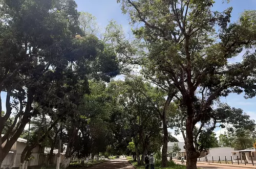 Los bosques reducen hasta 8.7 °C el calor en ciudades