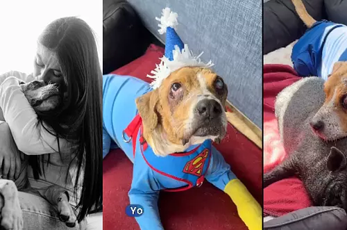 Muere Ángel, el perro que inspiró una ley contra el maltrato