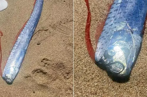 Aparece pez remo en México: ¿presagio de desastre?