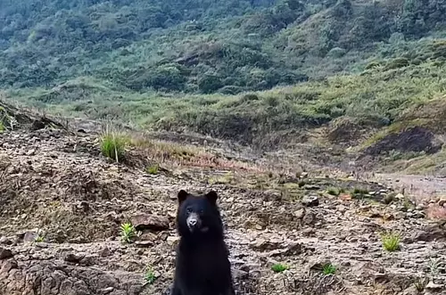 La curiosa reacción de una osa en Chingaza sorprende