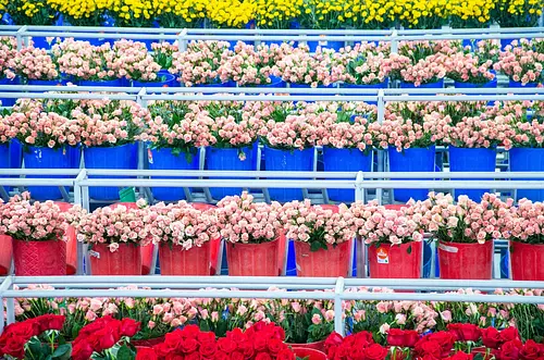 Flores colombianas: el alma de San Valentín en el mundo