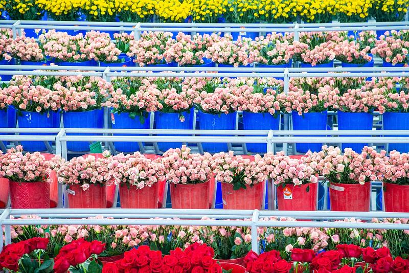 Flores colombianas: el alma de San Valentín en el mundo