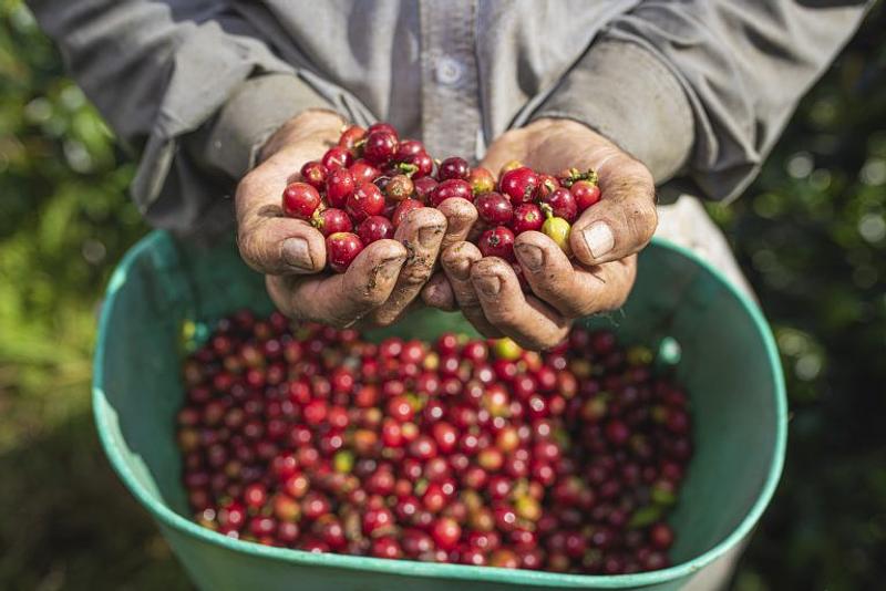 Café colombiano alcanza precio récord histórico