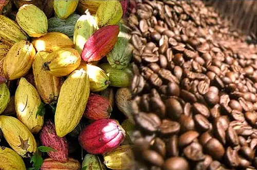 Gobierno Impulsa producción de Café cacao y mejora las vías