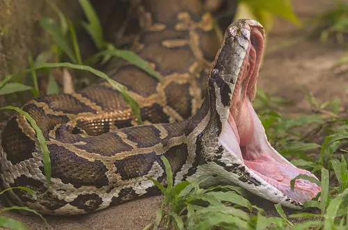 Pitón devora a una mujer en Indonesia y causa alarma