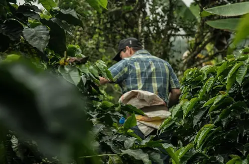 Millonaria inversión impulsa campo y ecosistemas PDET