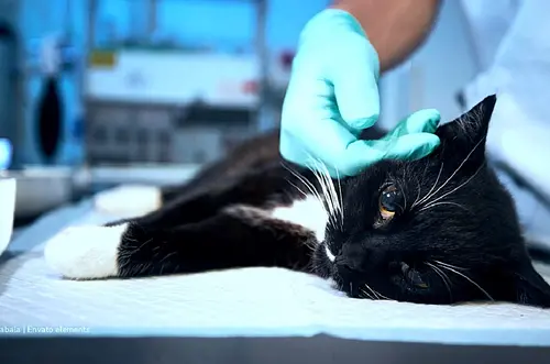 Yopal tendrá su primera clínica veterinaria universitaria