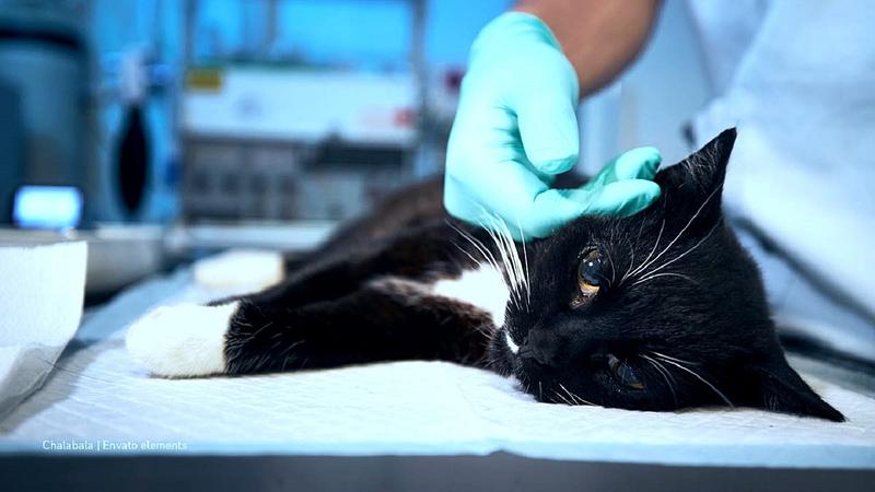 Yopal tendrá su primera clínica veterinaria universitaria