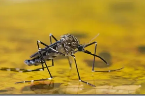 Fiebre amarilla alerta a América: 189 casos y 74 muertos