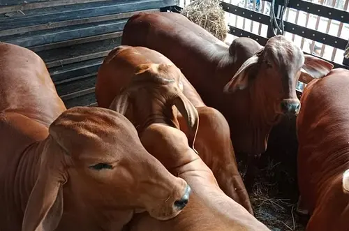 Colombia entra al grupo experto de la OMS Animal