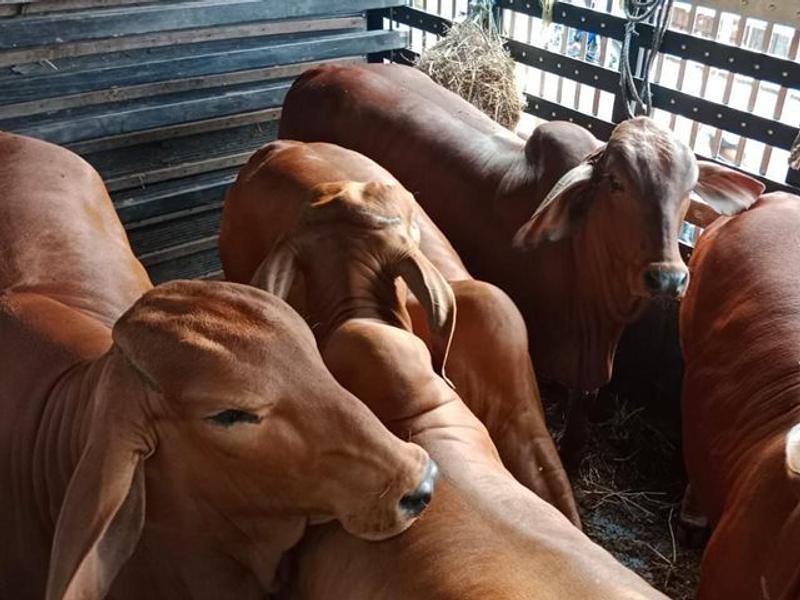 Colombia entra al grupo experto de la OMS Animal