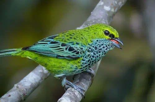 Meta apunta a registrar 800 especies en el Global Big Day 2025