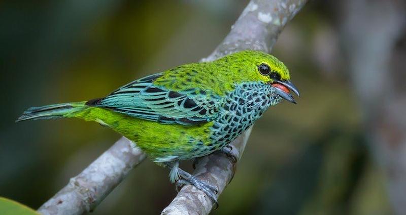 Meta apunta a registrar 800 especies en el Global Big Day 2025