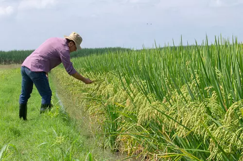 Gobierno comprará excedentes de arroz a pequeños productores