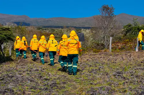 Brigadas comunitarias salvan más de 10.200 hectáreas