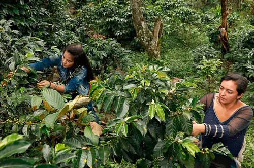 Ecopetrol impulsa a más de 6.500 mujeres en el Meta