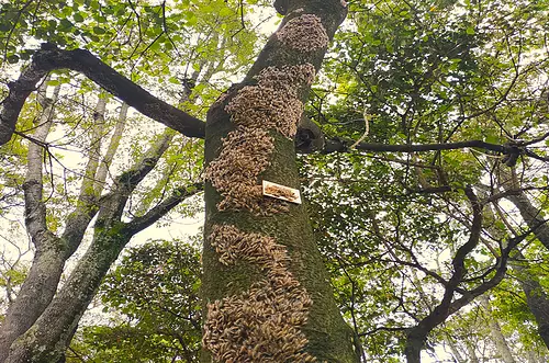 El árbol de Bogotá que podría ayudar a combatir el cáncer