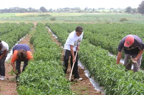 Gobierno subsidiará hasta el 40% créditos agrarios