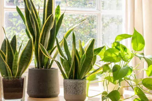 Plantas que atraen dinero y prosperidad en su hogar