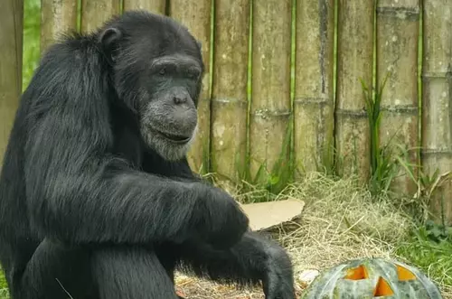 Yoko deja Colombia: así fue su emotiva despedida