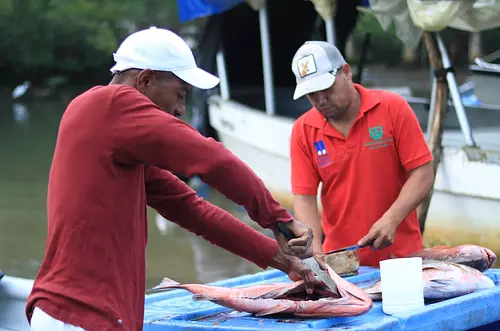 SATENA transporta hasta 500 kilos diarios de pescado fresco
