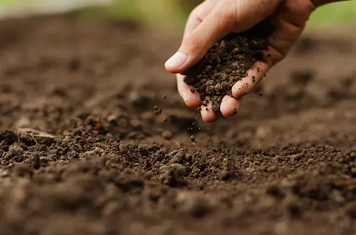 Agronegocios sostenibles: ¿la clave contra el hambre?