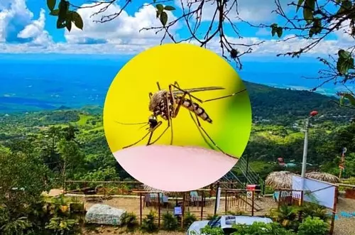Alerta en 13 departamentos: dengue y fiebre amarilla